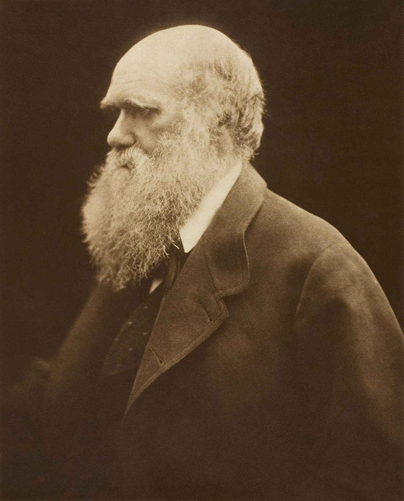 Charles Darwin photographié par Julia Margaret Cameron, vers 1868