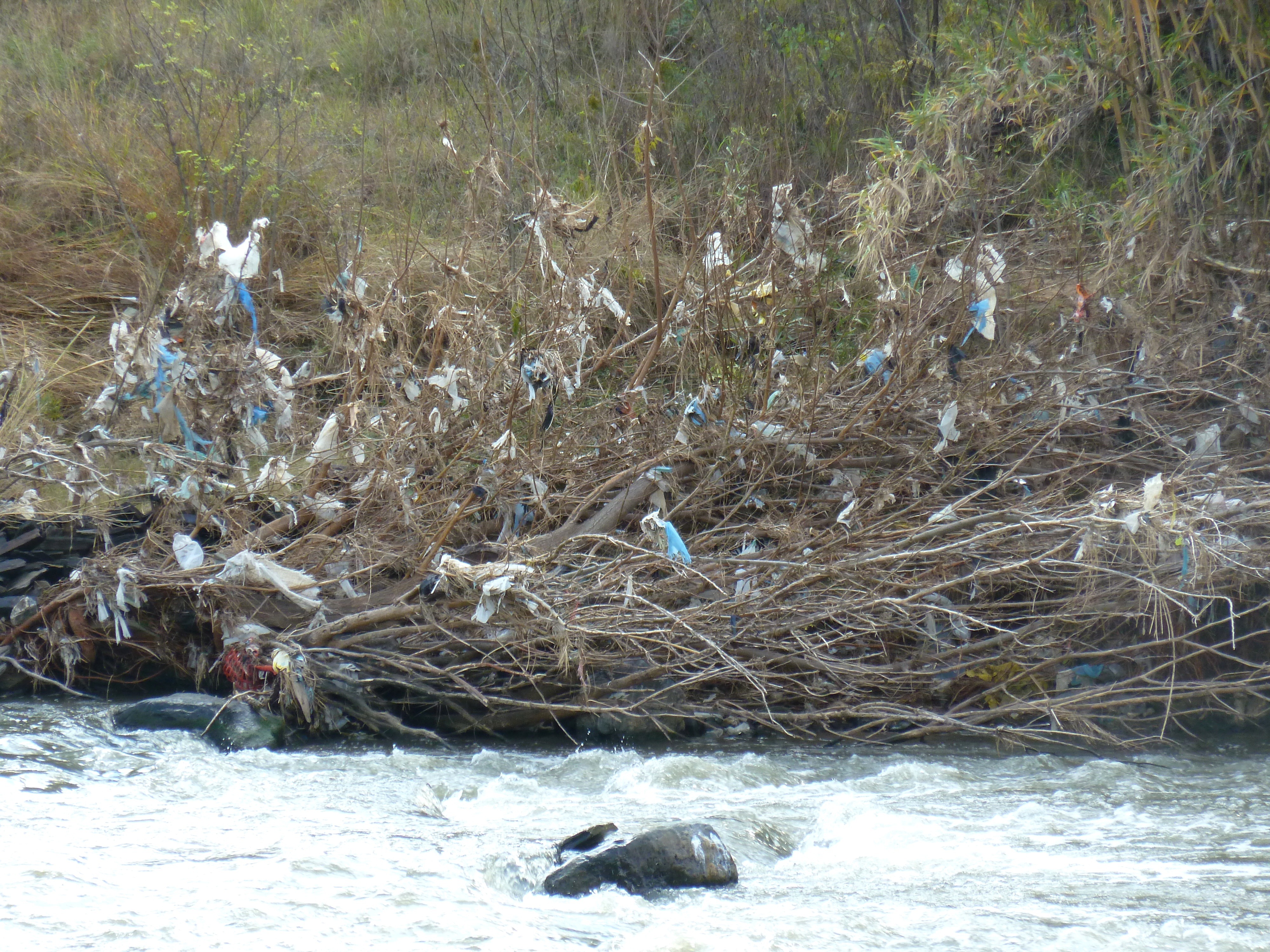 Plastic waste and debris caught in reeds along a polluted river in Gauteng, South Africa